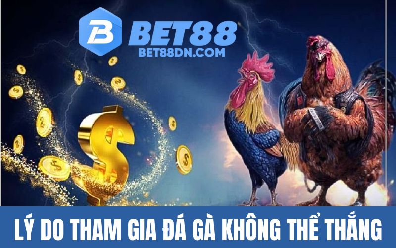 Những lý do tham gia đá gà không thể thắng
